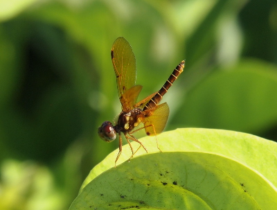 [An eastern amberwing is perched on a leaf. The top of the head is brown while the lower part appears to be a light green. The thorax is striped brown and yellow. It's body is mostly brown with very thin light-tan stripes.]